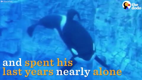 Tilikum Dies: SeaWorld’s Most Famous Orca Passes Away | The Dodo