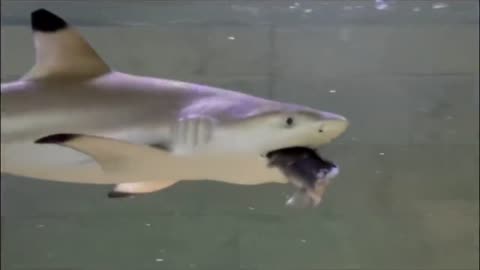 Shark at aquarium eating catfish