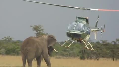 elephants vs helicopter