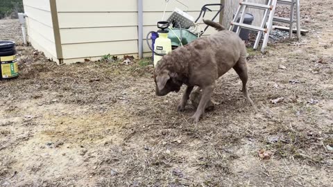 Moose loves playing with rocks