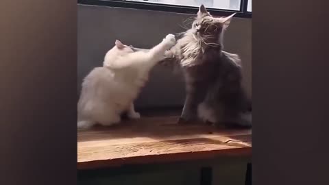 Pawsitively Hilarious: A Compilation of Cat Antics