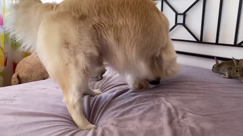 Golden Retriever Teaches Baby Bunnies to Play Like Dogs