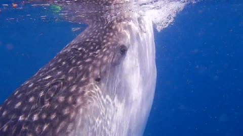 Group of scuba divers trying to get close with giant whale shark
