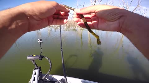 Fishing BIG Worms for BIG Bass!!