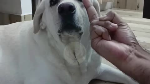 Dog reaction to middle finger