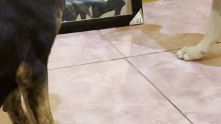 Puppy Growls at His Own Reflection