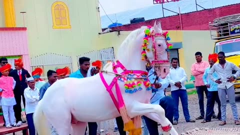 Horse Dancing Video | Indian Marriage Horses Dancing | Horse Dancing in Wedding