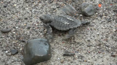 TORTUGAS VIAJERAS - Costa Rica / Naturalia