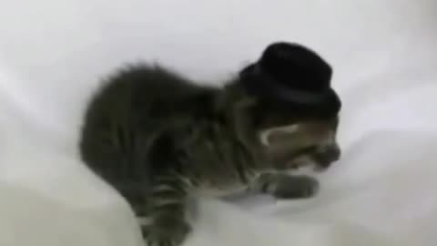 Funniest Animals Videos l The Cutest Persecuted Kitten