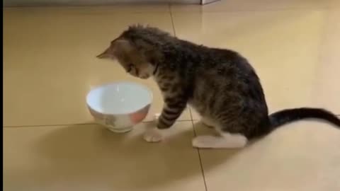 Cat Spinning Porcelain Canister And Gets Confused - Tiktok Cats (#Funny #Animals #436)