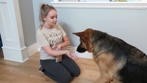 Dog training trick