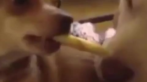 Very funny dogs and cats