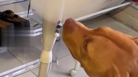 Smart Dog Pulls From Fan Before Nose Gets Bonked