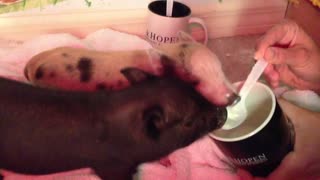 Spoon-feeding adorable baby pigs