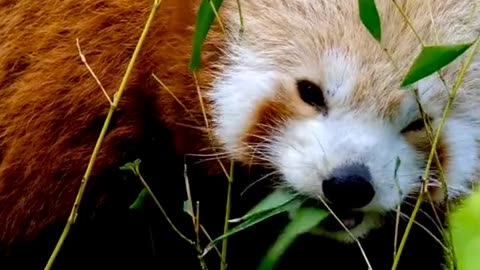 Amazing Facts about Red Panda