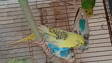 Budgies Rest Time | Enjoing All Birds | Pet Lover