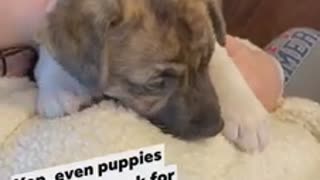 A puppy kneading!