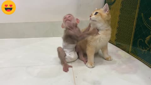 Baby monkey teach small cat