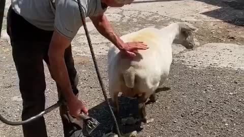 Sheep shearing time with dotty and shepherd Chris