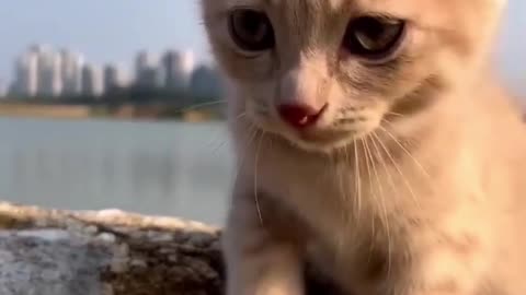 Beautiful Little cat