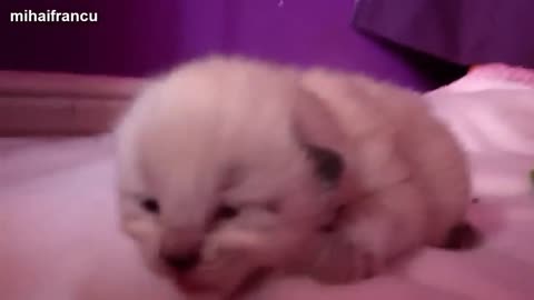 Baby cat funny video