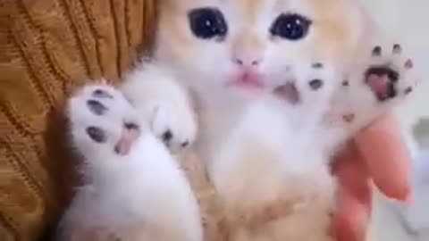 Cute Cat Compliation