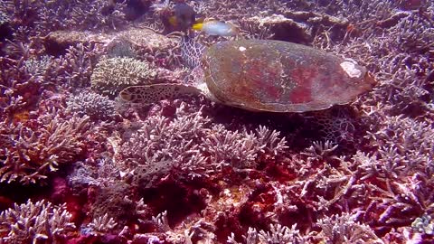 Video Big turtles swim in the depths of the water feeding on algae in the depths of the sea