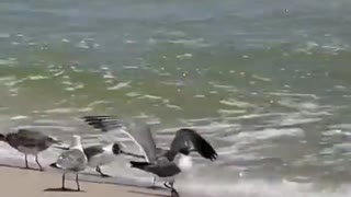 Seagulls Fight Over a Snake