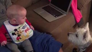 Baby boy thinks his dog is absolutely hilarious!