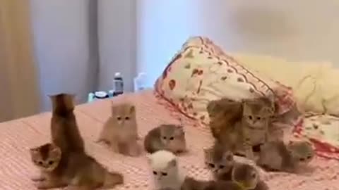 Funny animals video