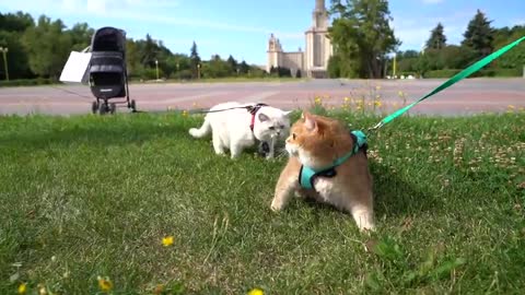 Hosico and Apollo