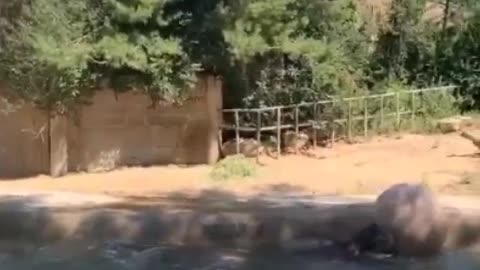 A hippo playing with a ball