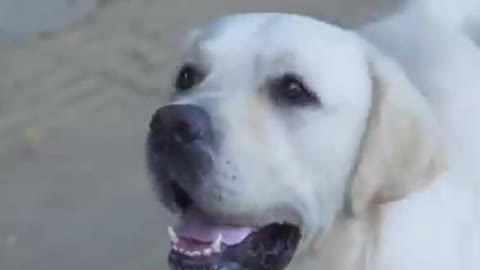 Kind Dog saving life of blind man. Adorable creature