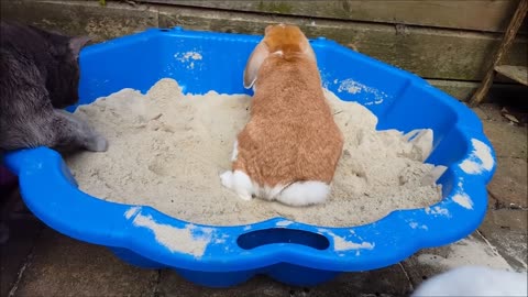 Bunnies Playing In A SandBox