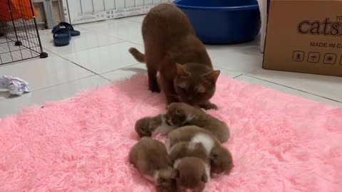 Meow Kittens: The mother cat and her 5 kittens have identical fur colors.