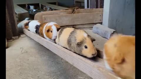 The Guinea Pig Secret Service