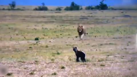 Teasing The Lion, The Hyena Was Suddenly Attacked Tragically And Painfully Disabled