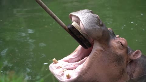 Did you brush your teeth today # Hippo