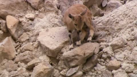 Amazing Footage: Goats Climbing on a Near-Vertical Dam