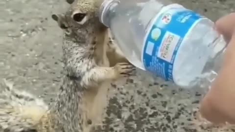What the squirrel did to drink water