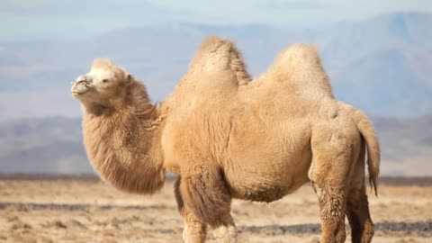 Wealth transfer, LUNC, camels