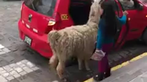 Nothing better to be in mood than watching llama getting transported