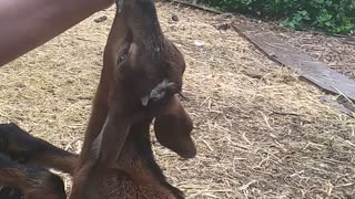 Bottle feed baby goat