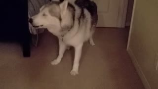 Late night husky shenanigans