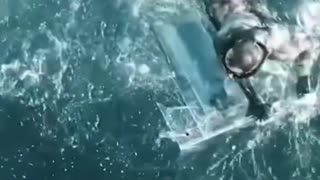 White shark crushing a cage with a diver inside in one stroke