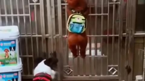 Funniest Animals On Earth Dogs vs. Chicken