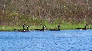 Canada Geese