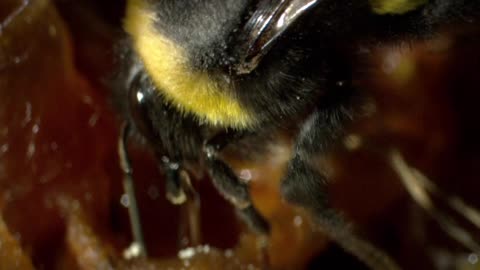 A family of bumblebees builds a wax nest - Interesting