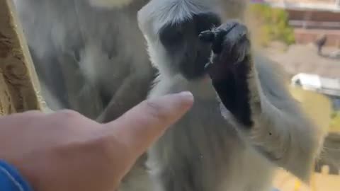 Enjoy a Good Laugh with Hilarious Monkey Moments 🐵 - Funniest Animal Part 2