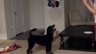 Dog plays ball